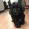 puppies toy poodle black