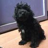 puppies toy poodle black
