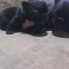 puppies french bulldog betina