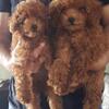 rtp ( red toy poodle ) puppies