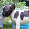 french bulldog betina puppies