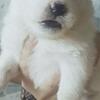 puppies samoyed stb vaksin (for booking)