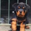 rottweiler puppies anakan import super high quality