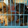 tekel / dachshund puppies