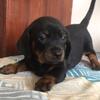 puppies tekel / dachshund very good quality