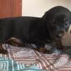 puppies tekel / dachshund very good quality
