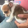 puppy mini english bulldog jantan