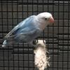 Lovebird Blue Series