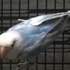 Lovebird Blue Series
