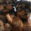 yorkshire mini puppies (jantan only)