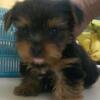 yorkshire mini puppies (jantan only)