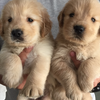 golden bigbone puppies