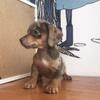 puppy teckel jantan red daple antik