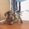 puppy teckel jantan red daple antik