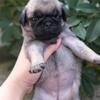 pug puppies stb vaksin