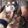 for book alaskan malamute red puppies betina