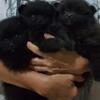 puppies minipom all black jantan (rare)
