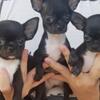 puppies chihuahua black (rare)