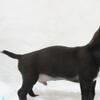 puppies chihuahua black (rare)