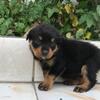 rottweiler puppies good quality