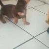 teckel jantan puppies