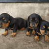 teckel puppies