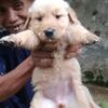 golden retriever puppies betina only