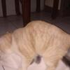 Jasa Pacak kimpoi kucing Scottish Fold Murah