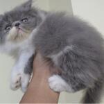 kucing-persia-kitten-peaknose-bicolor-jantan