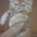 kucing-persia-peaknose-betina-kitten-red-tabby