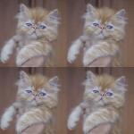 kucing-kitten-persia-peaknose-betina-red-tabby