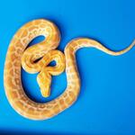 ular-molurus-burmese-hypo-pearl-albino-het-labyrinth-bkn-retic