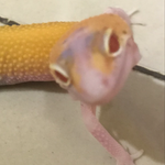 leopard-gecko