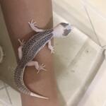 leopard-gecko-supersnow-pied