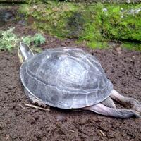 all-about-box-turtle-family