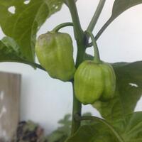 share-cabe-habanero---part-7