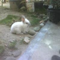 rcc-rabbit-lover---part-2