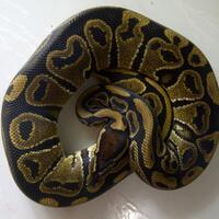 8362176917693665-my-pet-regional-bromo-8362176917693665-prime-id