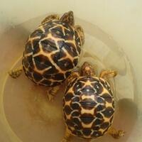 93787769378776937-all-about-tortoise-93787769378776937---part-2