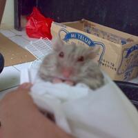 new-hamster-lovers---part-1