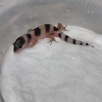 9788new-ask-about-leopard-gecko9788