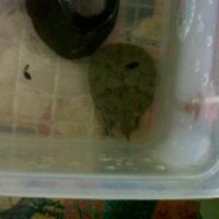 soft-shell-aka-labi-labi-lovers