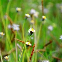 alun-alunnya-nikonian---part-9