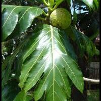 10-tanaman-yang-biasa-dijadikan-bahan-baku-teh-herbal