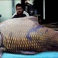 amazing-ikan-ikan-raksasa-dari-seluruh-penjuru-dunia