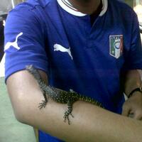 93787769378776937rumah-baru-untuk-varanus-lover-93787769378776937