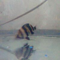 datnoids-aka-tiger-fish