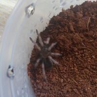 pecinta-tarantula-masuk-gan