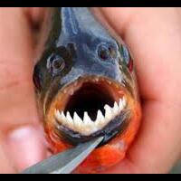 piranha-addicted