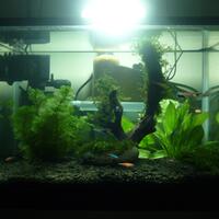 natural---low-tech-aquascape